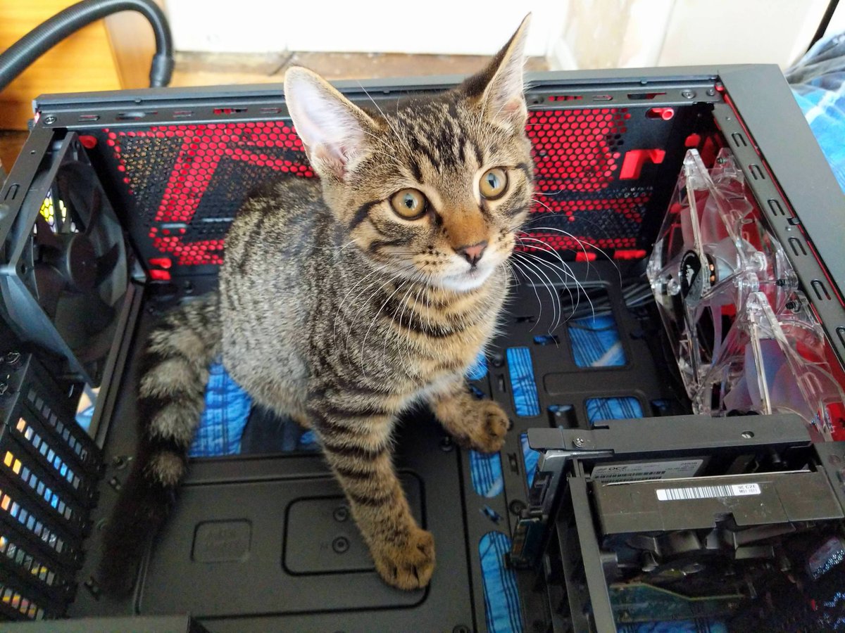 CORSAIR's tweet image. Building a PC is always more fun when you have a friend. #Catsair

Photo by: billyboy961 of @OfficialPCMR