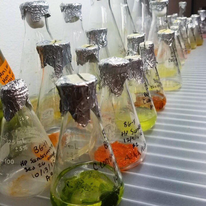 These are Blue Marble’s collection of algae. Aside from using these microorganisms to produce biofuels, they can also produce many different natural colors, can be harvested for cooking oil, eaten as food supplements for humans AND animals, as well as clean up your waste water!