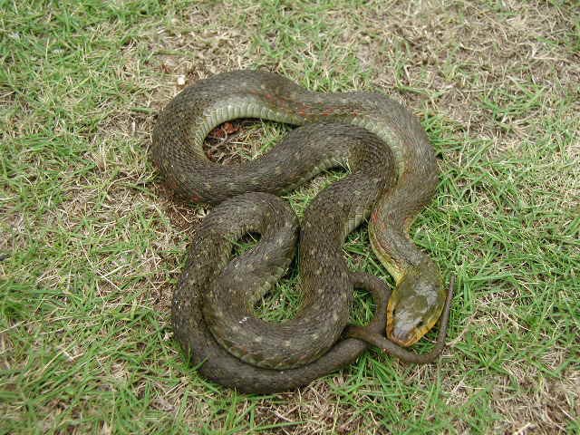 ジャパン スネークセンター Jsc 中部地方の一部や近畿地方などで見られます 1 2枚目がヤマカガシで 他はアオダイショウです よく見ると腹部の色や眼の後ろにある黒い線など細かな違いがあります この模様で大人の大きなヤマカガシはアオダイショウと ジャパン スネークセンター Jsc 中部地方の一部や近畿地方などで見られます 1 2枚目がヤマカガシで 他はアオダイショウです よく見ると腹部の色や眼の後ろにある黒い線など細かな違いがあります この模様で大人の大きなヤマカガシはアオダイショウと