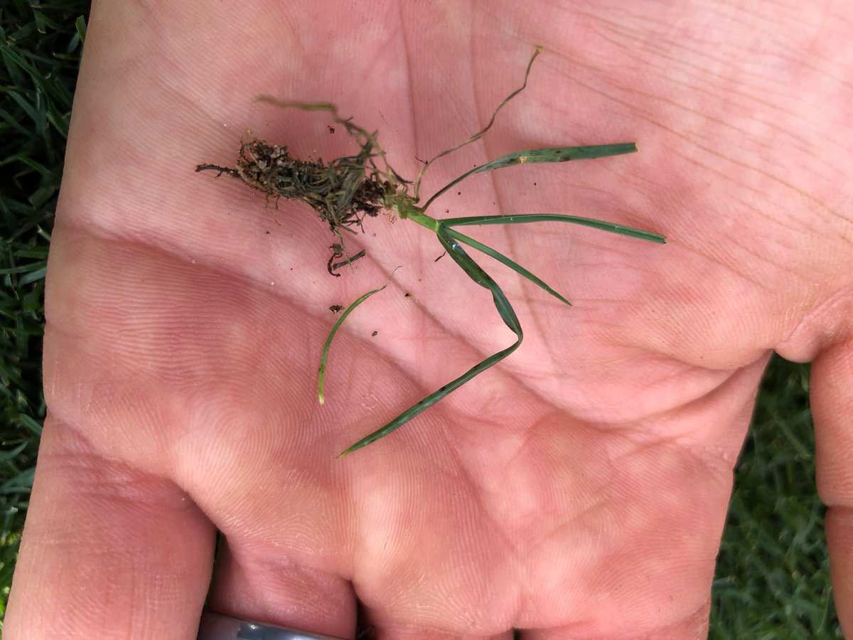 TurfSpartanLord's tweet image. Good up close look at a perennial ryegrass plant showing black spots early before the coalesce and become fully blighted leaves. Notice the absence of active spores on the leaf blade as thiophanate methyl was applied yesterday. #Diagnosis #GrayLeafSpot #Infection