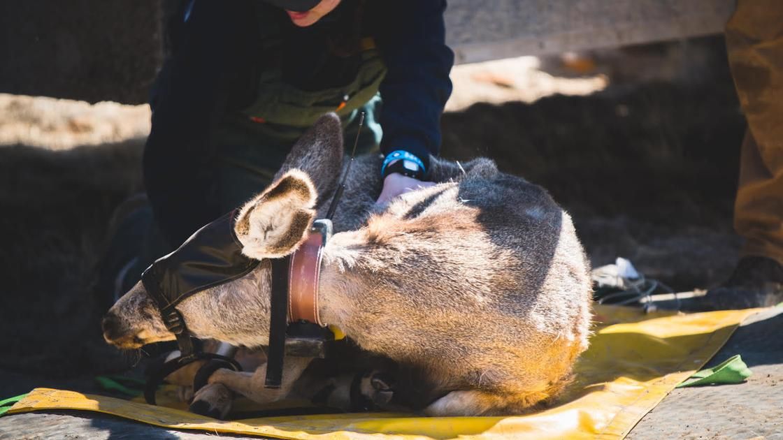 Excellent update on Doe 255 from @PetersonOutside  @CSTribune and how her incredible journey can help policy makers establish more #migrationcorridors for big game and other species. buff.ly/2mOIpNj @SecretaryZinke @BLMNational