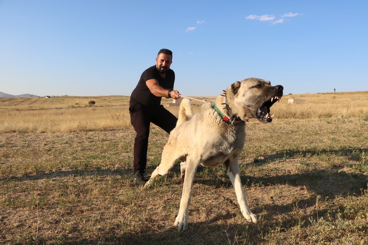 EHA News on Twitter &quot;Kangal dogs, which is called &quot;Sivas Kangalı&quot; in