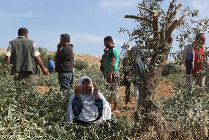  #IsraeliSettlers have cut down 20 olive trees in fields belonging to Burin Village, south of  #Nablus this morning1/9/18 Preventing Palestinian self-determination is a  #WarCrime. @IntlCrimCourt  #CrimesOfIsrael #IsrarliTerrorism #GroupPalestine #قروب_فلسطيني