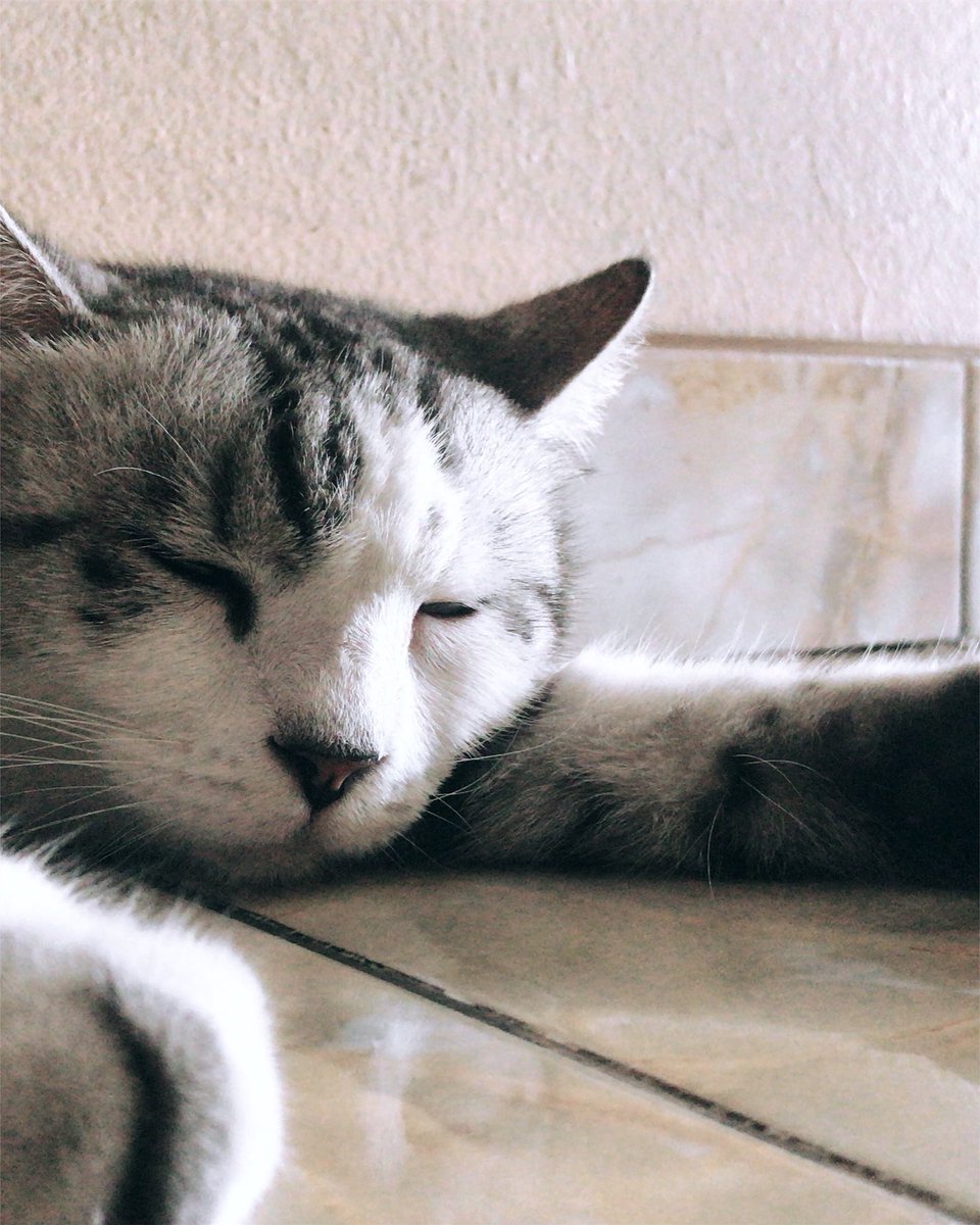 anastasiaquin's tweet photo. หลับปุ๋ยเลยหญิงเล็กของมั่มมี้ .. 💕#แมว #ทาสแมว #cat #catlover #aboutcats #ilovecats https://t.co/rO9C0OhlBA