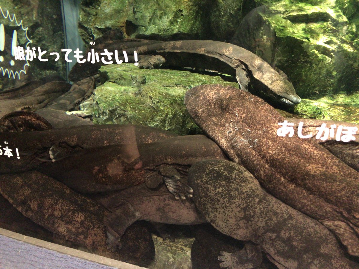 cl_simakura's tweet image. アッキーエのマナフィに対抗して、みっちりオオサンショウウオw
平均全長160cm www