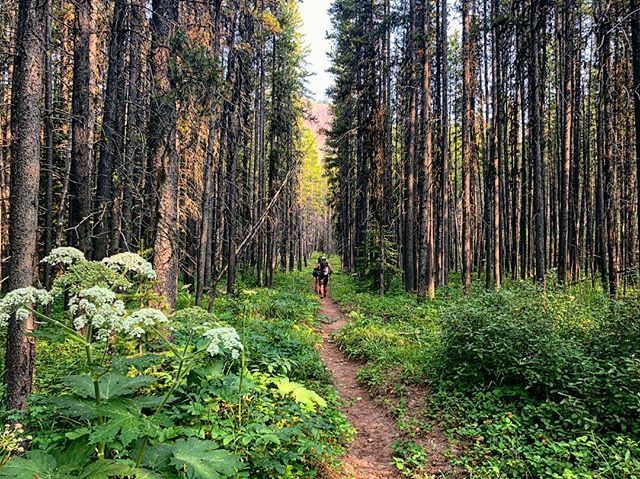 Running through the #bobmarshallwilderness I would love when the path cut this perfect line down the middle.... line drive to the next drainage!!!!! Boom!