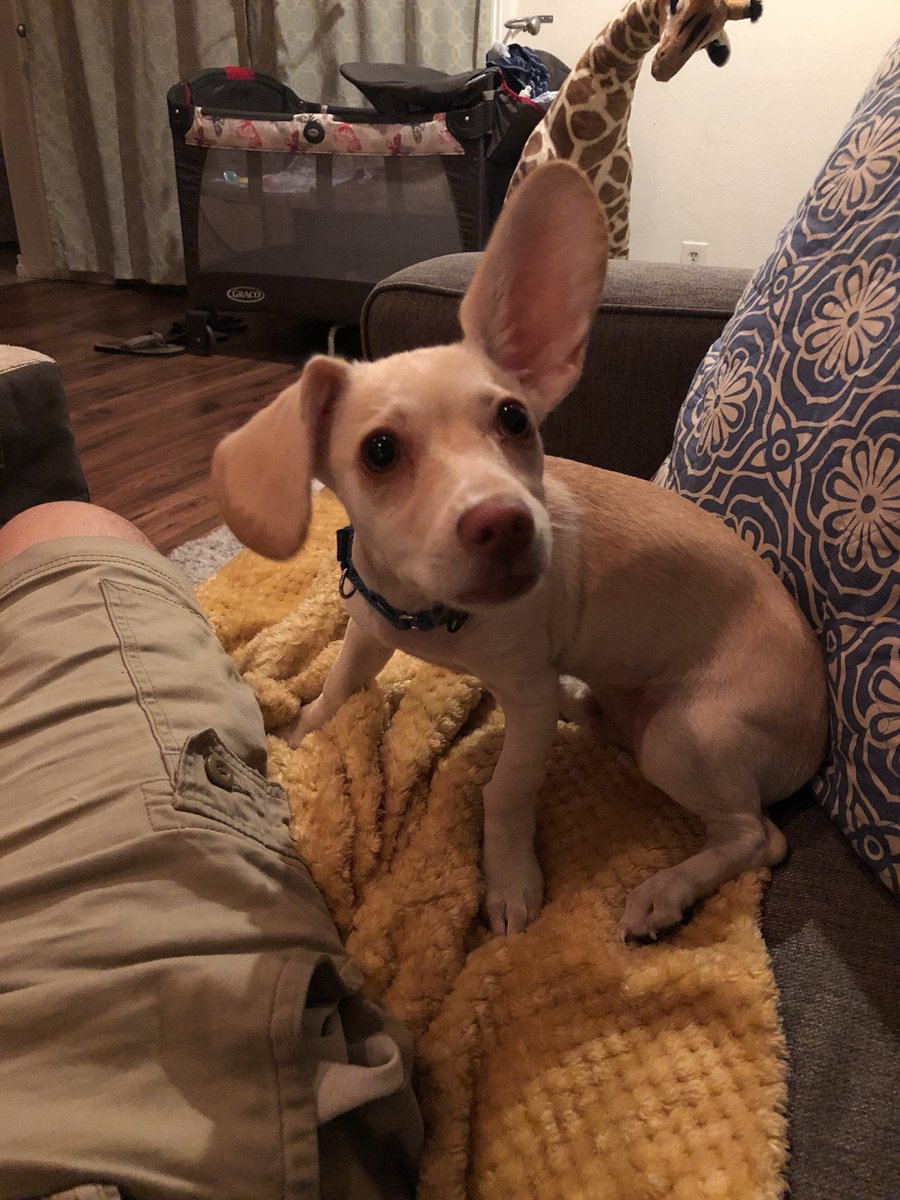MrPhysie's tweet photo. Did someone say treat? #pippingthedog #oneear #puppy https://t.co/HwwfwnmURa