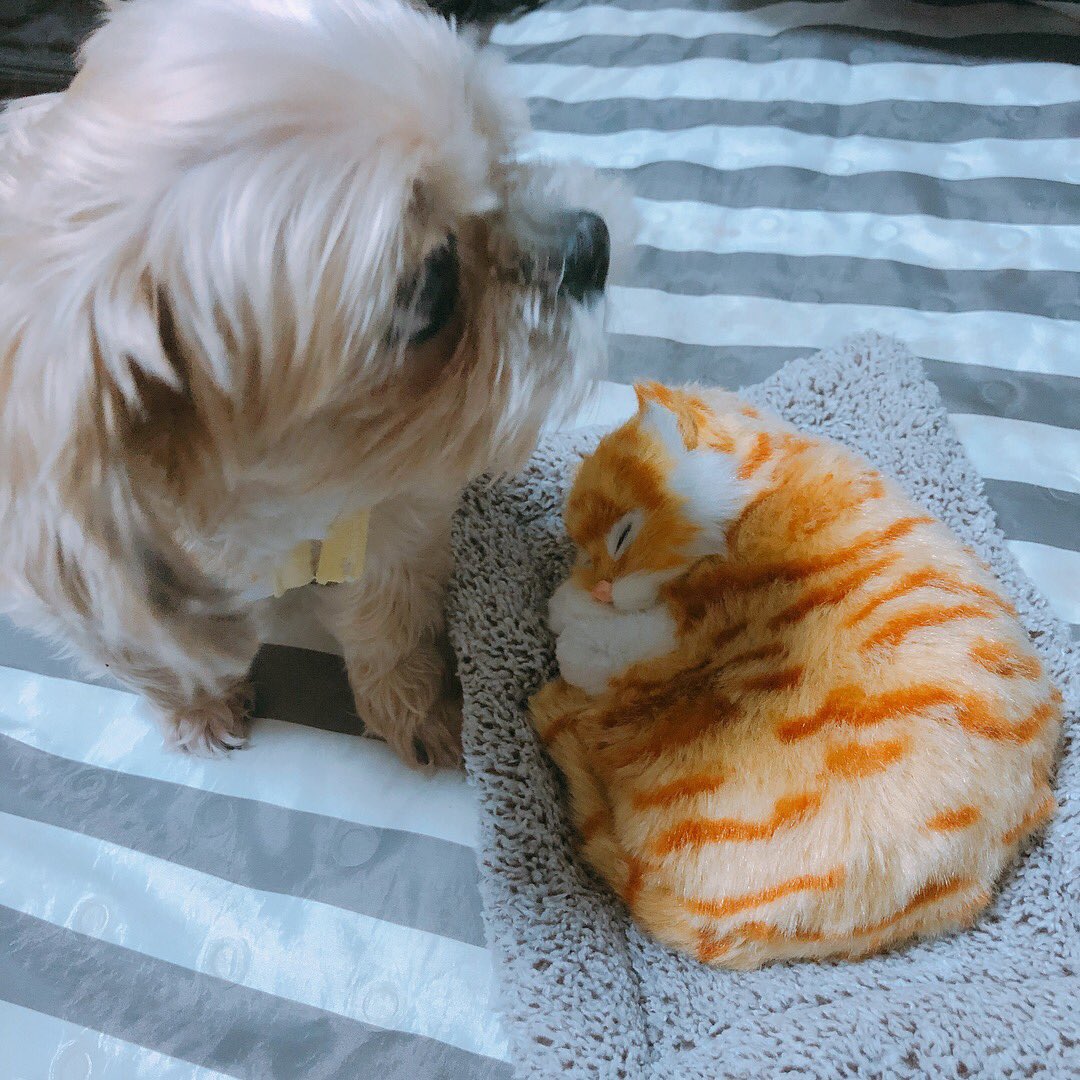 wababa_share's tweet photo. 🛁😴🛁😴🛁😴🛁

韓国で今「使えてかわいい」と話題！

🐱제습인형(除湿人形)🐱

寝ている猫ちゃんワンちゃんの
下にある布団には除湿剤が
含まれていて、車などに置くと
除湿効果+安全運転になるんだとか...！

車を持っている人にはぜひ♥️

#韓国情報
#ワババ #ワババシェア

🛁😴🛁😴🛁😴🛁 https://t.co/dGvx2t7QVM
