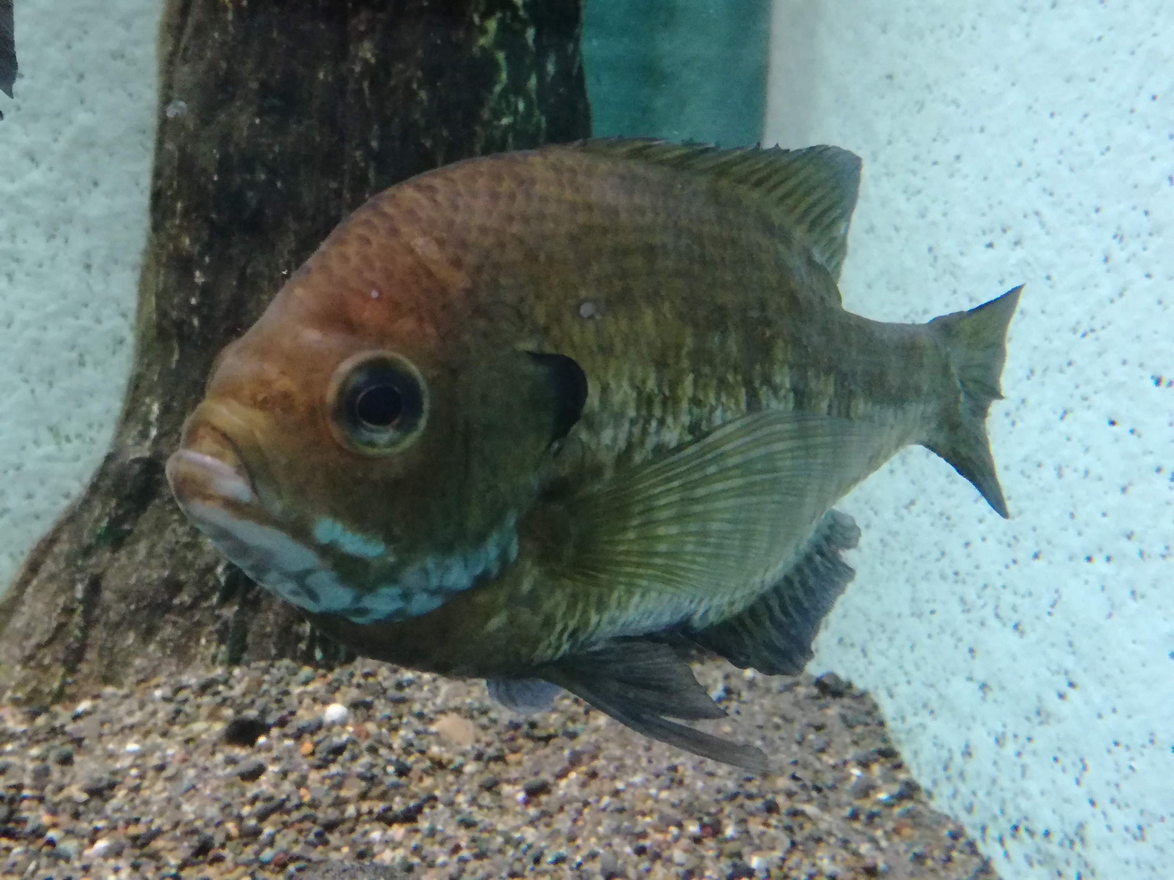 井の頭自然文化園 公式 先に紹介したオオクチバス ブラックバス やブルーギル なども 小魚などを食べてしまうため 井の頭池でもフナやモツゴなど日本在来の魚たちが減少してしまっていました このように生態系への影響が大きいものや危険な外来生物は