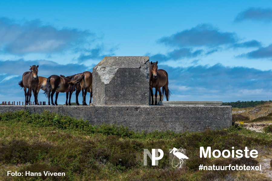 Deze foto van de paarden bij de bunker in Bollekamer is met 302 stemmen gekozen tot mooiste #natuurfototexel! Fotograaf Hans Viveen wint plaatsing in @TexelPlaza en overnachting in <a href="/opduin/">Jessie Opduin</a>. Vind jij dit ook zo'n bijzonder beeld? Lees meer: tinyurl.com/y9wzvvpp