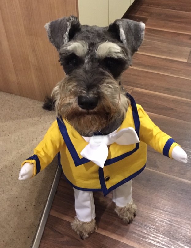 RhosOnSeaEvents's tweet photo. Hi - De - Hi !!! Good Morning Campers! 
Rhos on Sea 1960s Gala is TODAY!! Have a swinging time everyone! https://t.co/rPx8ySobj0