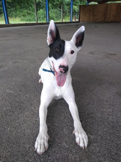 english bull terrier x