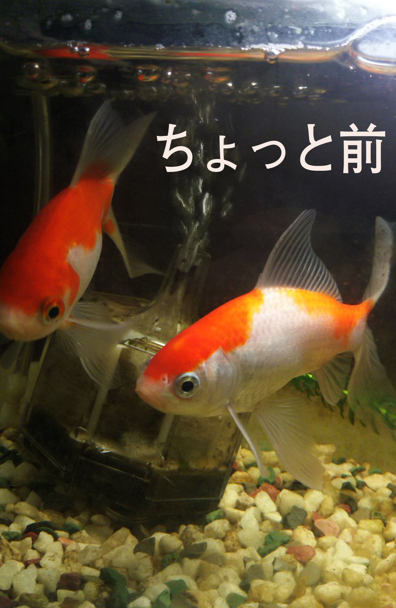 preartgorippa's tweet photo. 先輩金魚達と今年に仲間入りした金魚達とがすくすく、すくすくと、とってもごりっぱに育っておりますϵ( 'Θ' )϶最初は両者に距離がありましたが今では仲良しのようです❗️見ていて微笑ましい〜
#金魚 #ごりっぱ #仲良し https://t.co/jwtO7CWBgl