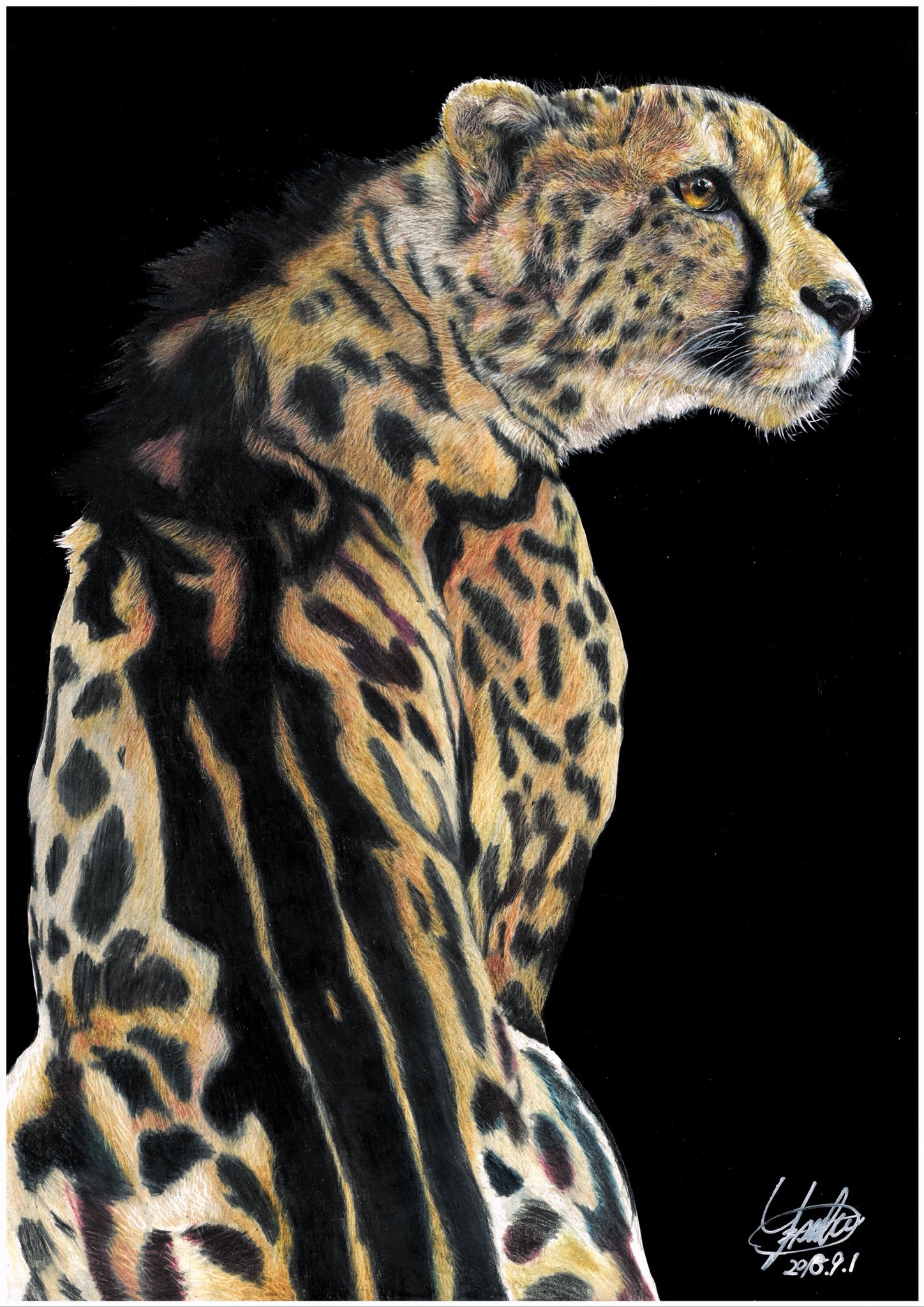 駆けるチーター 色鉛筆画 パステル 駆けるチーター 色鉛筆画 パステル