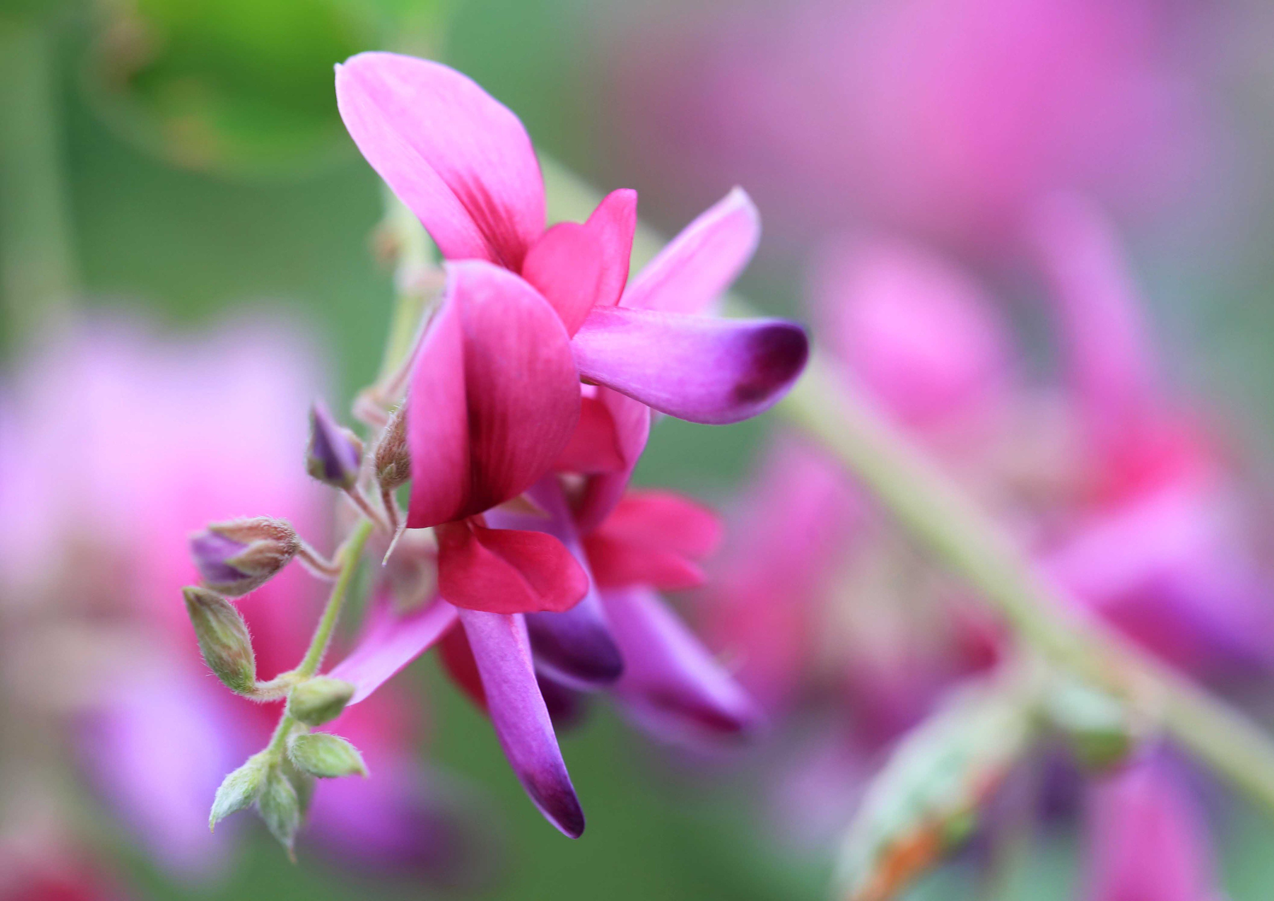 تويتر 片柳弘史 على تويتر 道端に咲いたハギの花 漢字では 草冠に秋と書いて 萩 秋の七草の一つでもあります 秋の到来を告げる 上品な紫色です O T Co Fb86rnin2a