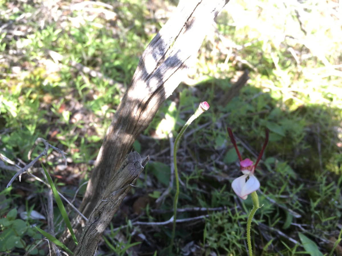 Orchids aplenty during today's #Wildlife Walk along #ChapmanRiver - spider, donkey, cowslip, rabbit and greenhoods! Everyone was very impressed - especially our orchid expert Beth.