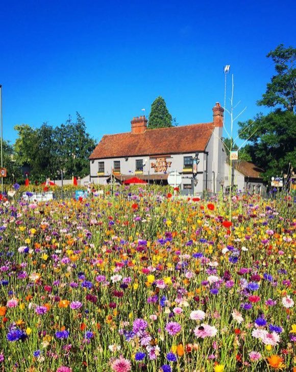 LGSpace's tweet image. RT if you would like to see more public spaces transformed into beautiful, nectar-rich havens for bees, butterflies, hoverflies and other pollinators! This fantastic pic via @MeadowInGarden 🐝