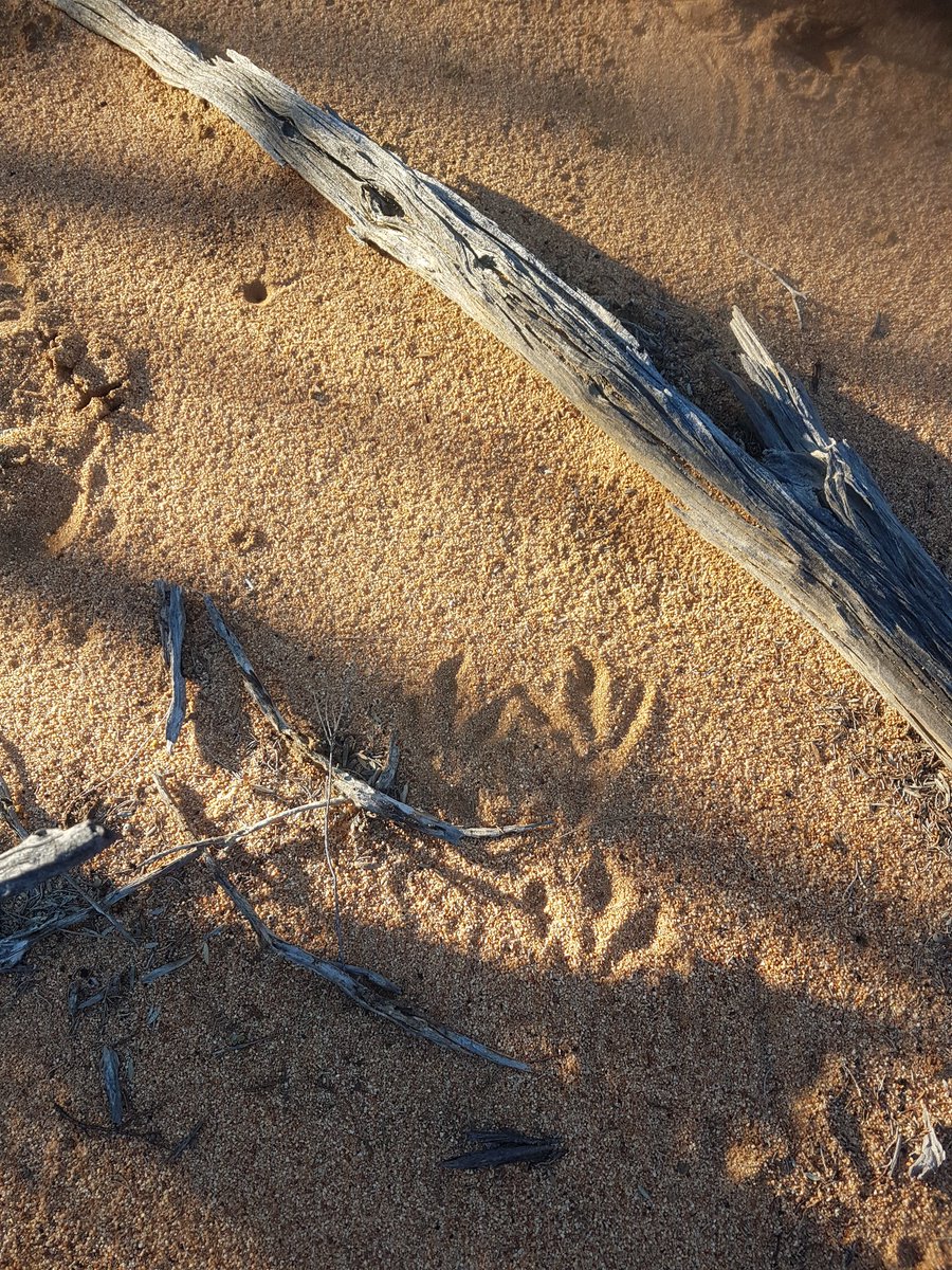 Malleefowl were here. Damned elusive birds.@BushHeritageAus #charlesdarwinreserve
@RichardMcLellan