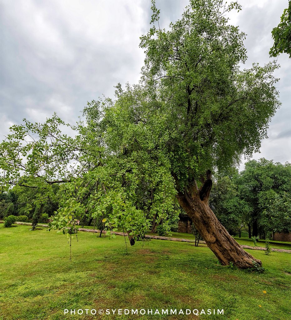 peelu tree