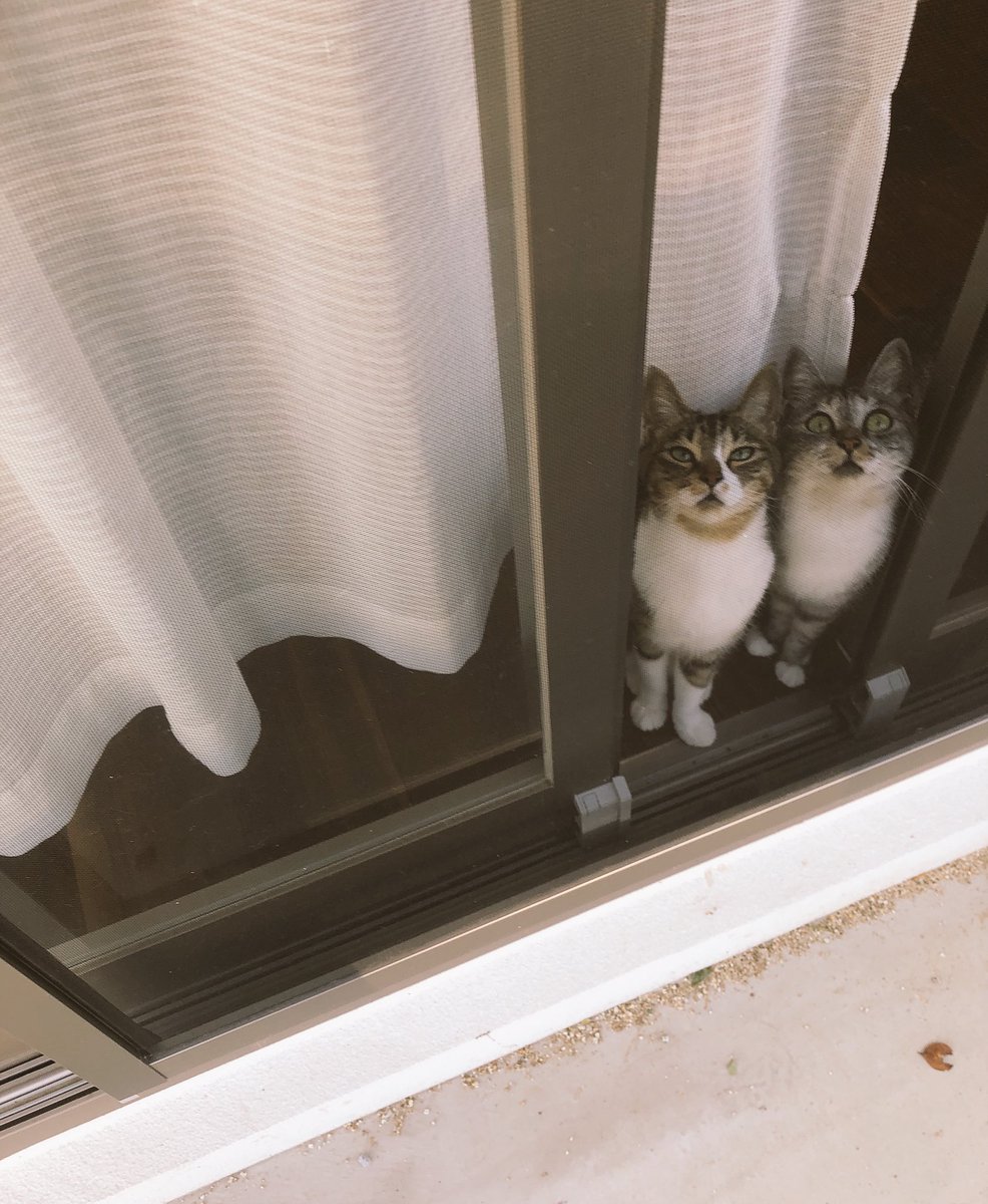 「また夏がはじまったねえ」
「でも空は秋っぽくなってきてるよ」
「じゃもうすぐだねえ」
「もうすぐだよ」