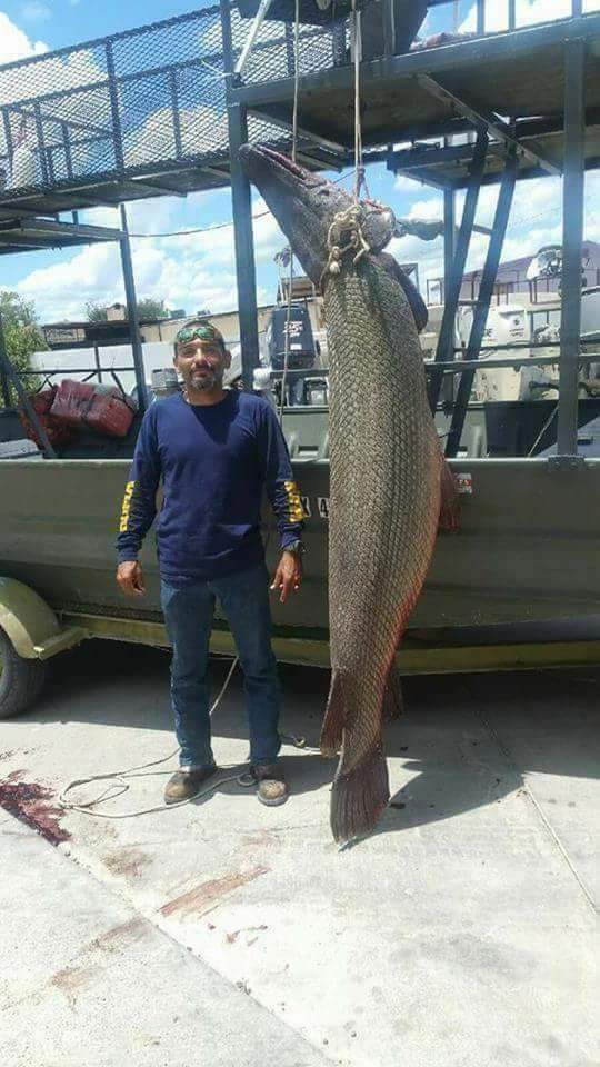 reporterosdlsur's tweet photo. Gigantesco Pejelagarto de más de 365 kilogramos capturado por el pescador David Hernández, en el Chiltepec del municipio de Paraíso. https://t.co/TmI2eDh7AJ