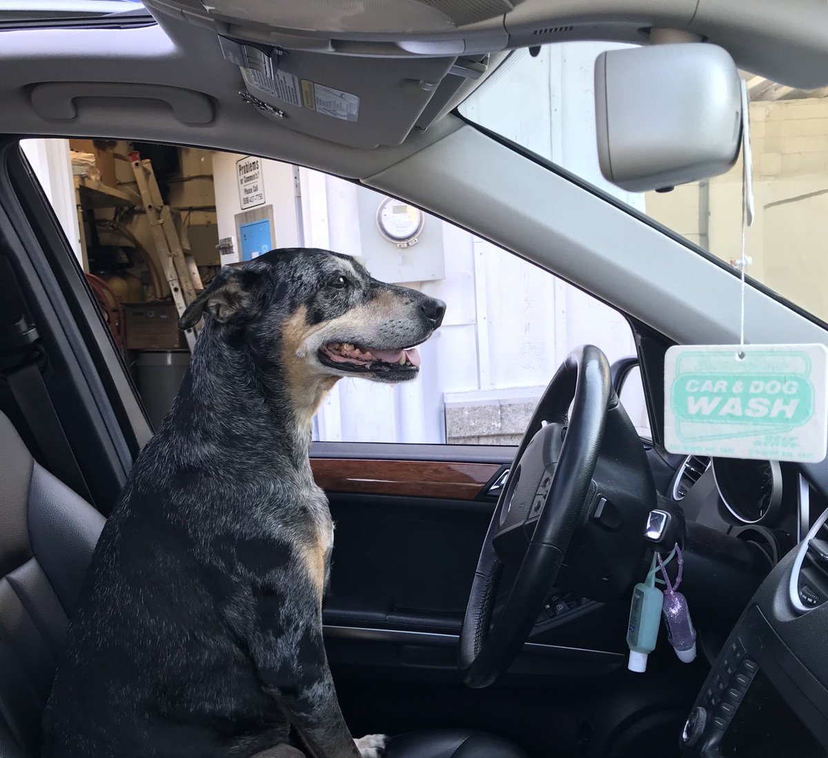 caranddogwash's tweet photo. Jake hard at work this morning at @caranddogwash  #hesinthedriversseat #Entrepreneurship https://t.co/D7NZB0IUg0