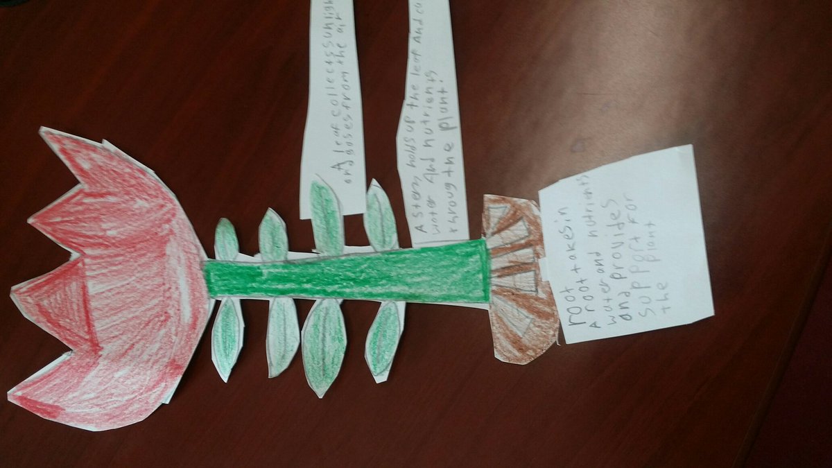AJohnson2K18's tweet photo. This was a successful week……
My students learned the parts of a plant and made a diagram. @suptking @LMESTigerNation https://t.co/M9vWQHdeEc