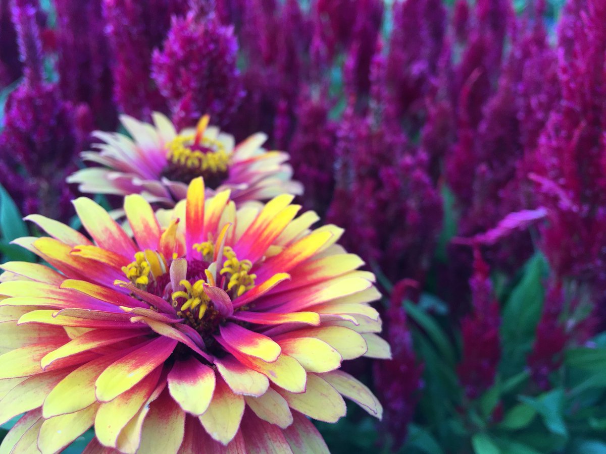 trading_flora's tweet photo. Just another #flower beauty! https://t.co/2Ke5C6jHjA