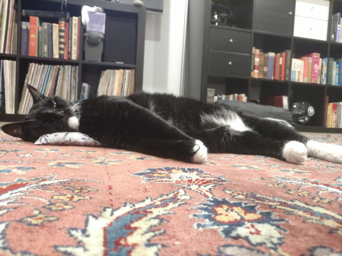 JaveLLCOfficial's tweet photo. JaveCat in the foreground? Give it a pillow and put it to sleep https://t.co/34WDh8yJPL