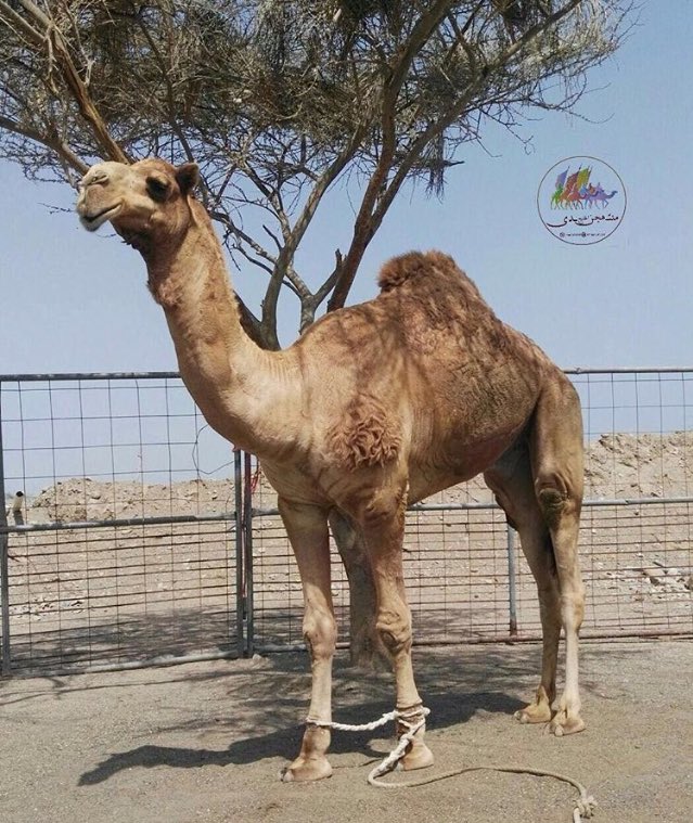 ▪ *الأب* ▪: ود مصيحة بعير الشبيبي الصغير

▪ *الأم* ▪: الخواره من خواوير ولاد مطر ابوها ود الخواره بعير مسعود

*البعير موجود في عزبة*
*(الفاضل /عبدالعزيز بن ناصر بن عيسى السعيدي)*

📍*الموقع:الخابورة / البريك*
