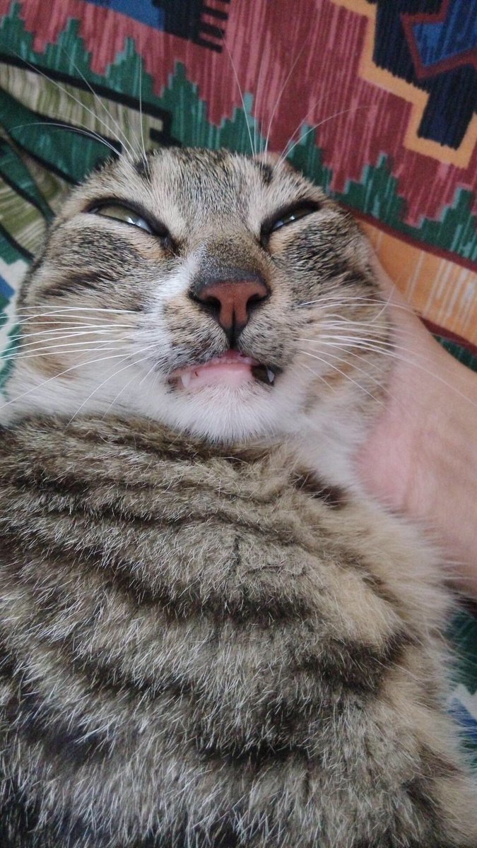 ALMirrorMedia's tweet photo. 丑猫大赛，笑死了。祝大家周末愉快😽😽😽 https://t.co/uyZYF03jcW