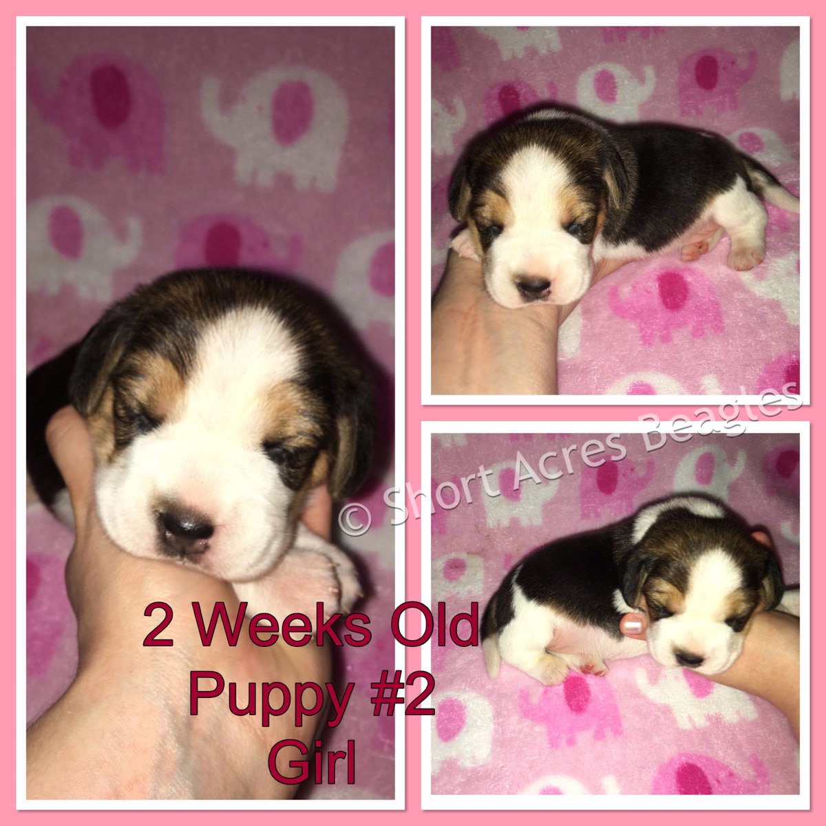 ShortAcresBeagl's tweet photo. Two weeks old 🐶 💕 #beagle #beaglepuppy #beaglesofinstagram #beaglelove #shortacresbeagles https://t.co/HOtsgrruxl