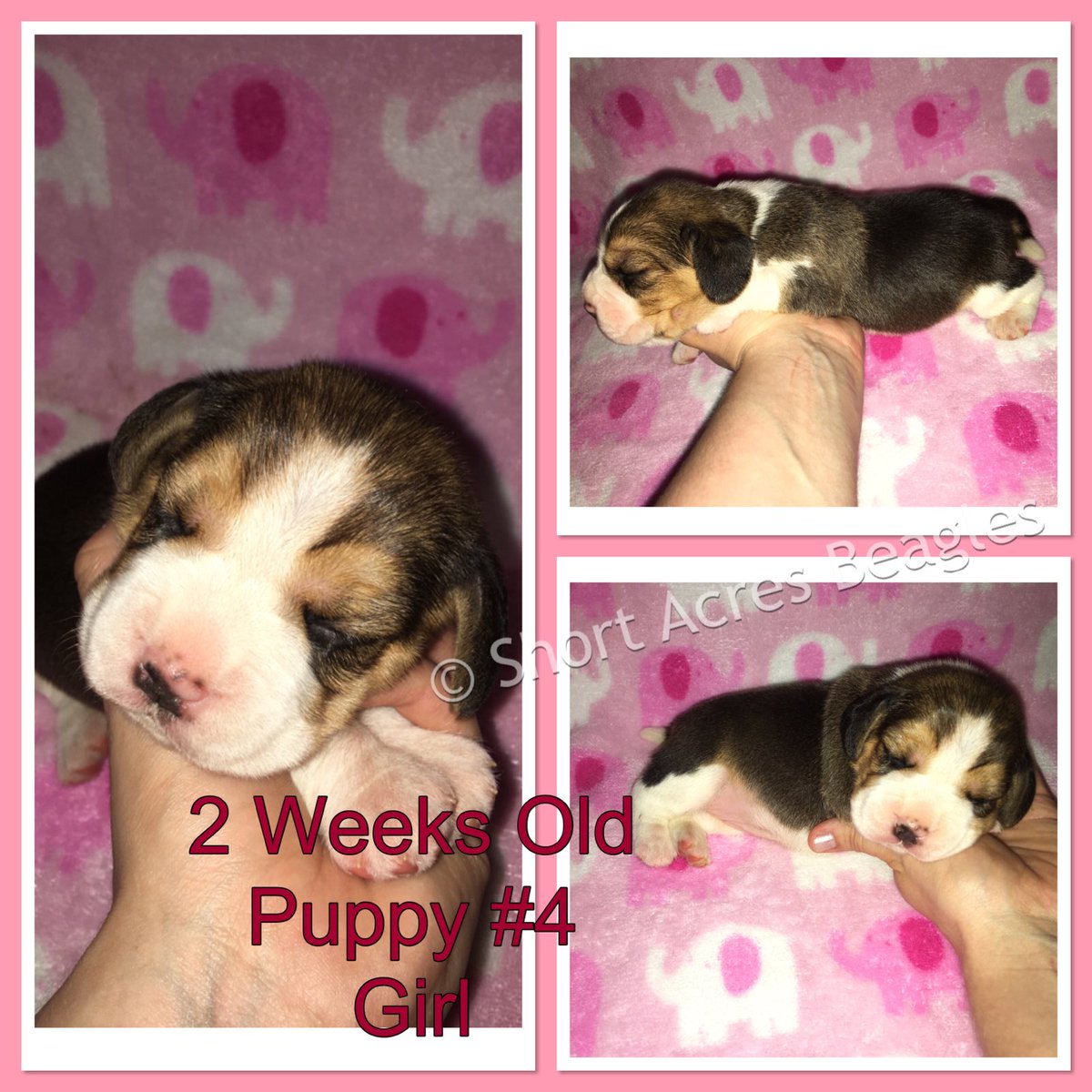 Two weeks old 🐶 💕 #beagle #beaglepuppy #beaglesofinstagram #beaglelove #shortacresbeagles