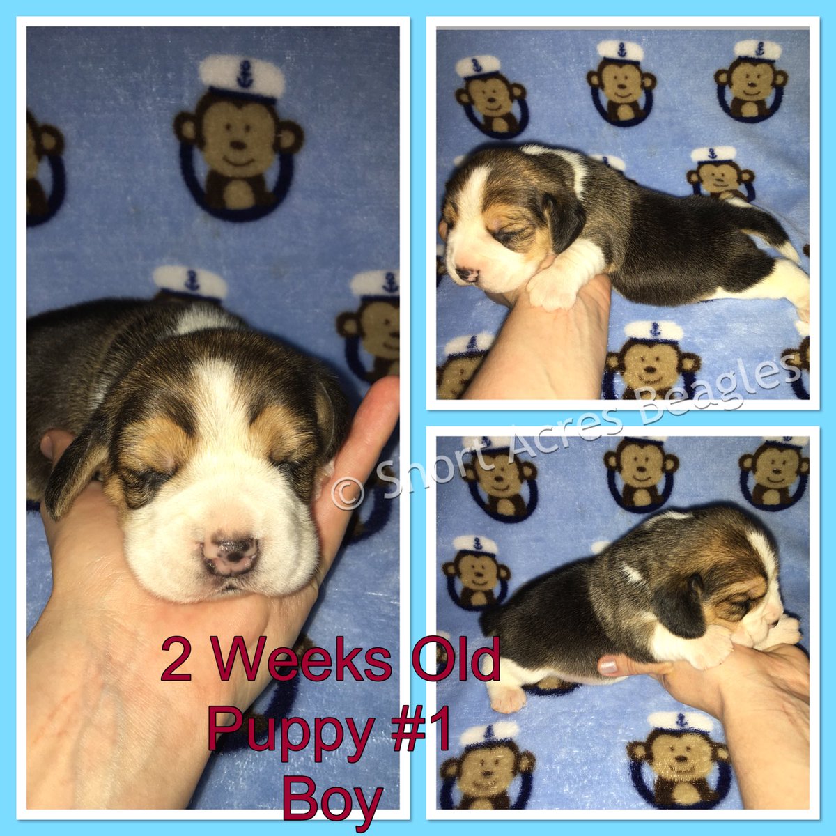 ShortAcresBeagl's tweet photo. Two weeks old 🐶 💕 #beagle #beaglepuppy #beaglesofinstagram #beaglelove #shortacresbeagles https://t.co/HOtsgrruxl
