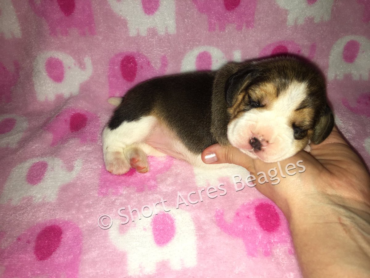 Two weeks old 🐶 💕 #beagle #beaglepuppy #beaglesofinstagram #beaglelove #shortacresbeagles