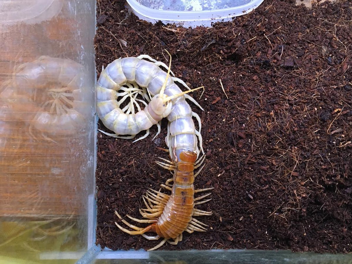 竜洋昆虫自然観察公園 りゅうこんで飼育しているロブスターオオムカデが脱皮しました ロブスターという名前で来ていましたが どうやらぺルビアンジャイアントオレンジレッグとも呼ばれているとか 詳しいことはわかりません とにかく脱皮直後のこの真珠