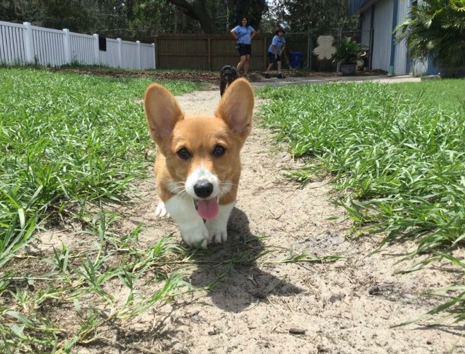 TheCorgiCheddar's tweet image. Check out this sweet shot of me having fun at Canine Cabana. 👀