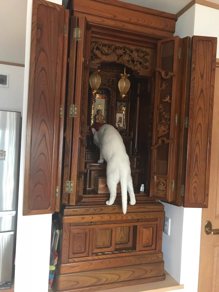 もしや生まれ変わり？お仏壇に供えた水がいつの間にか減っている怪現象の正体ｗｗｗ