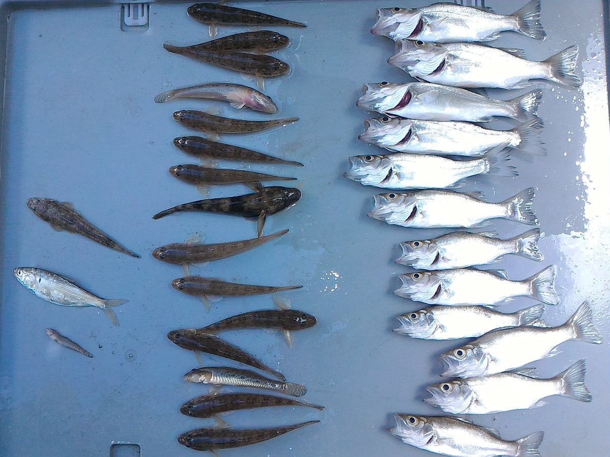 tawake2go's tweet image. 久々！炎天下の網打ち🐟
ハゼとセイゴが入りました。
いただきます。