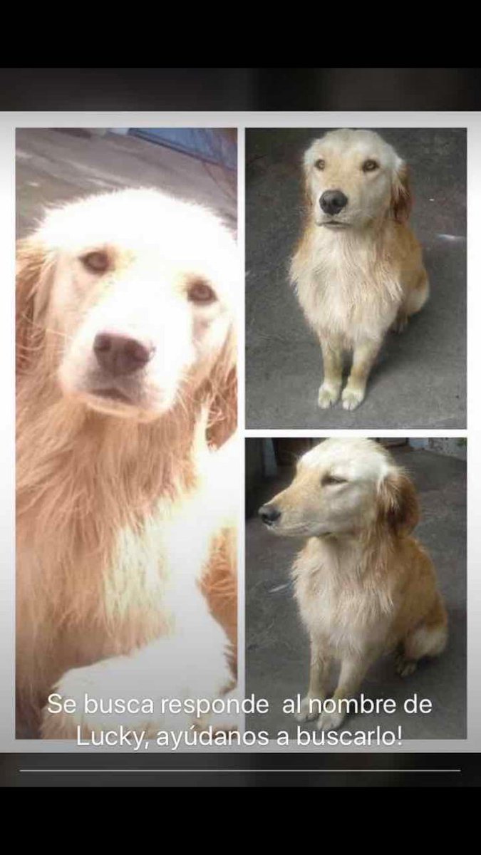 viterilp's tweet photo. Se busca! Responde al nombre de lucky, ayúdanos a encontrarlo, sector estadio del @Aucas45 @LoroHomero xfa rt, muchas gracias https://t.co/67cWZKbE4K