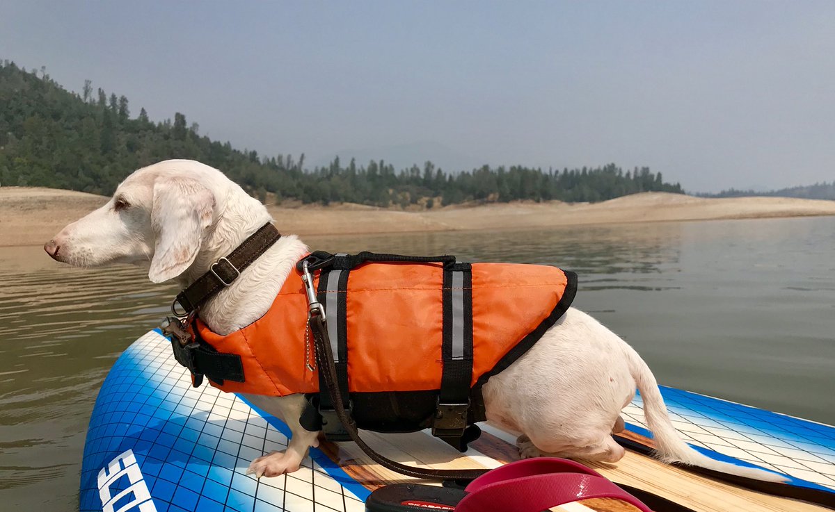 EdgarWiener's tweet photo. My new life jacket is perfect 🎈 another great day at #ShastaLake using my #SUP skills 🏄🏼‍♀️ #LoveEdgar 💌 https://t.co/s58JRUZiqt