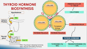 Neuroendocrino1's tweet photo. #Metabolical Activities of Phosphoinositide 3-Kinase Pathway and its Connection to Non-Classical Actions of #Thyroid #Hormones
Know more: https://t.co/lhmkW0XOQU https://t.co/RZxviHJ5Er