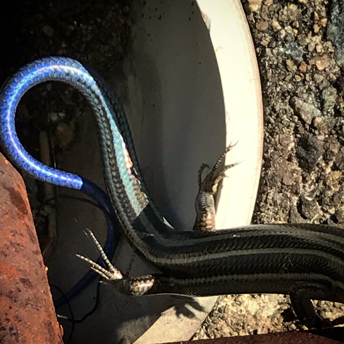 イングランドの丘 動物スタッフ 公式 Op Twitter ちなみにこちらがニホンカナヘビと対立する勢力 ニホントカゲです 幼体はしっぽが青いのが特徴的ですね ニホントカゲはとにかく警戒心が強くて逃げ足も早いので 子供にとってのトカゲといえば比較的逃げない