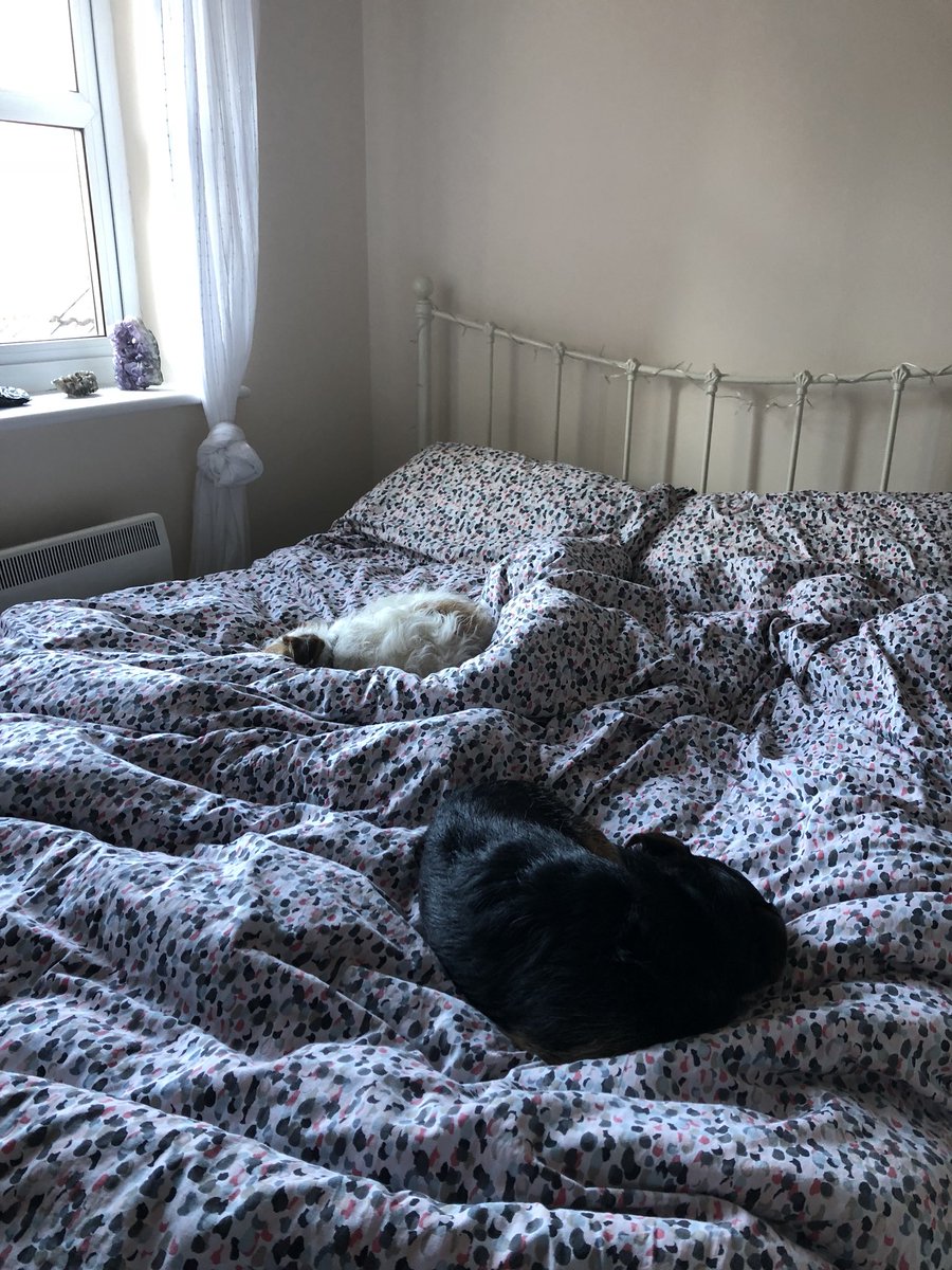 DfRugbygirl's tweet photo. Unable to make bed..............still occupied 😂😂
3/4 hour walk & straight back to bed
#SaturdayMotivation #nonehere https://t.co/4hTb9WqaiK