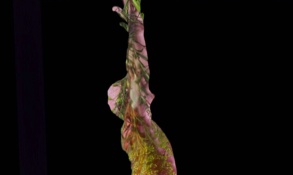 the_salt_road's tweet photo. My moving image installations, test shots and stills for The Kingdom Project in Hay later today  @KingdomHay @BoothsBookshop @oldelectricshop @globeathay #KingdomProject #biomimicry https://t.co/MSxZcgzN8U