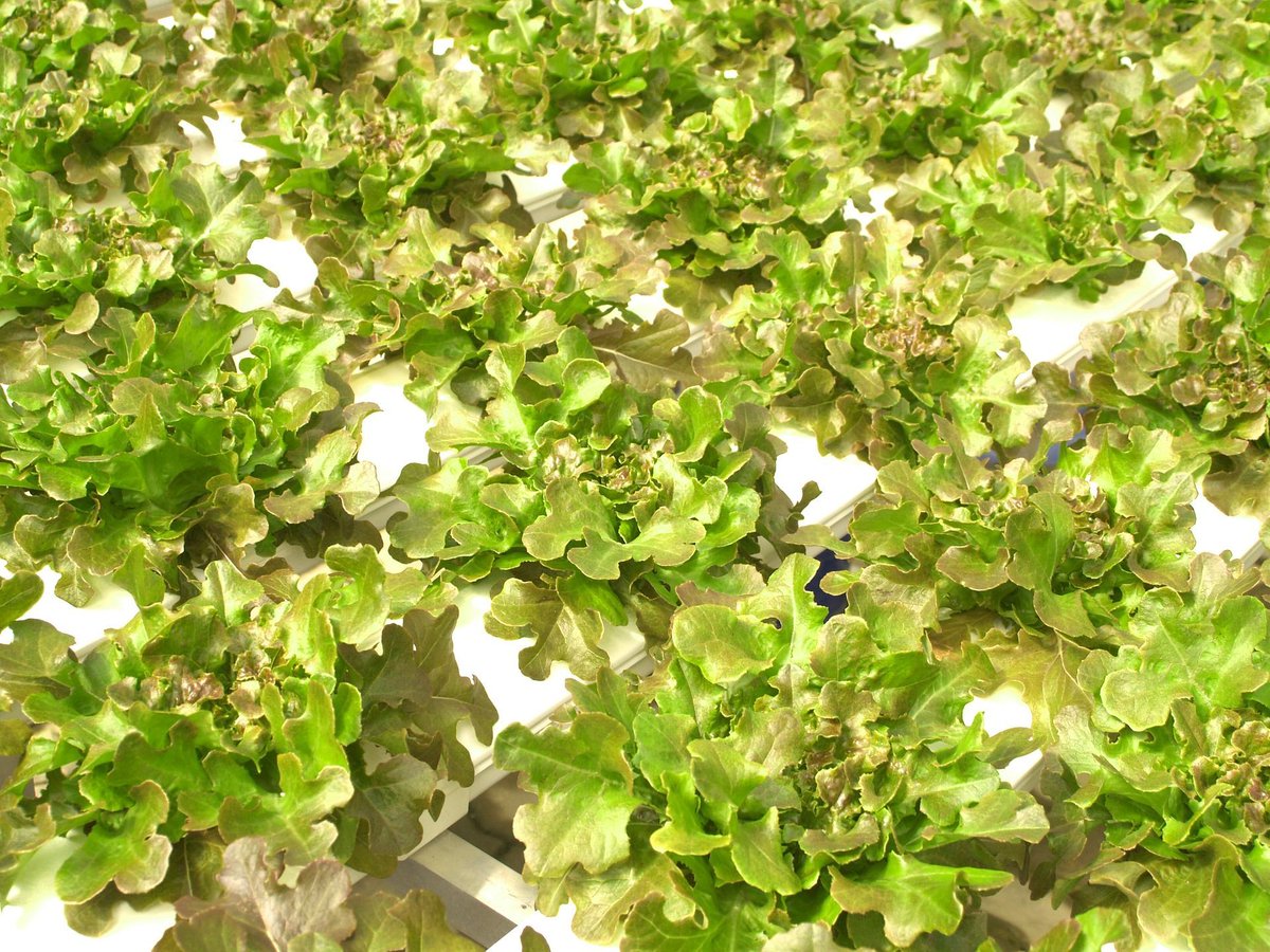 FAO's tweet photo. Tomatoes, strawberries, lettuce and many other foods can be grown without #soils! 

In hydroponics, plants receive the nutrients they need through a solution that delivers water and minerals directly to their roots. #ZeroHunger https://t.co/TqEKvPIvg2