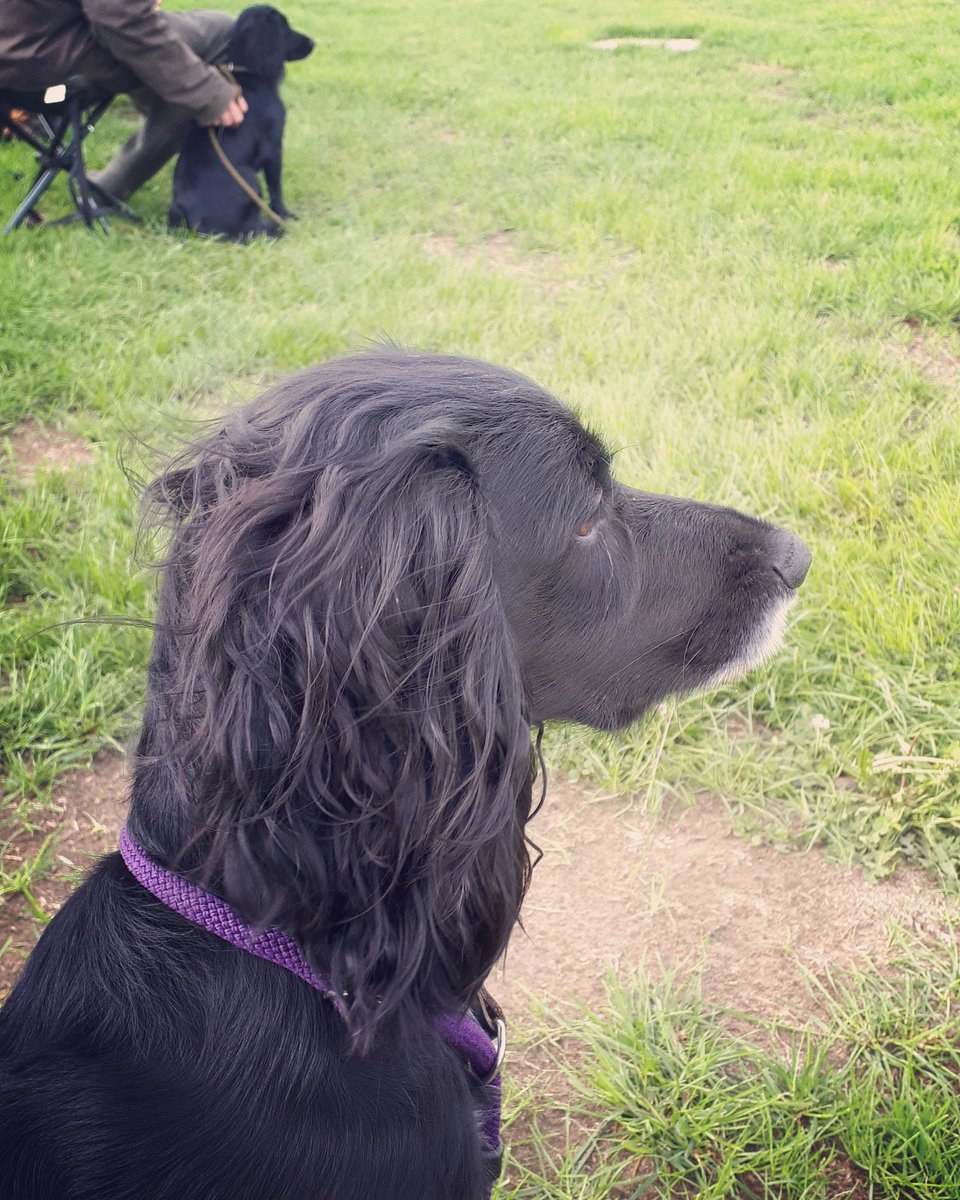 irmavanhoeven's tweet photo. Focus.. @KeesTingeling #workingtest #gundogtraining #jachttraining #pip #cocker #workingcockerspaniel #spaniel #lovemydog #workingcocker #cockerspaniel #cockersoftwitter #dogsoftwitter https://t.co/hmb0KnZ0uU