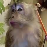 The cool guys are all watching مصطفى صدام's video now, join them!
liveme.com/media/shortvid…