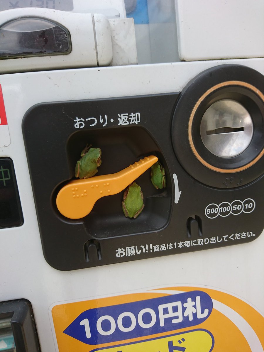 今年も自販機のおつりの返却を無言で邪魔する可愛い奴らが集合「家族総出で狙ってる」「コレなんでなの?」 - Togetter