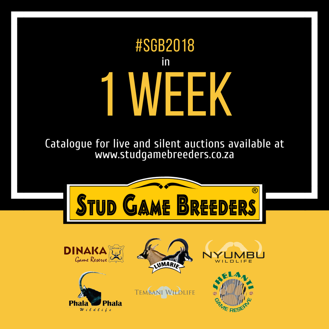 studgamebreeder's tweet photo. Join us on 1 September at Zebula for our biggest auction of the year. View the superb lots available by downloading the auction catalogue from https://t.co/1AOYP6KDic or in the Stud Game Breeders app.
#SGB2018 #gameauction #wildsveiling #gamebreeder #wildboer #SouthAfrica https://t.co/WadGsZTF9H